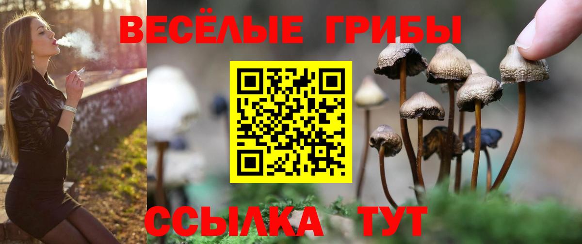 Канаш  Псилоцибиновые грибы GOLDEN TEACHER  Вход с VPN  Псилоцибиновые грибы GOLDEN TEACHER 